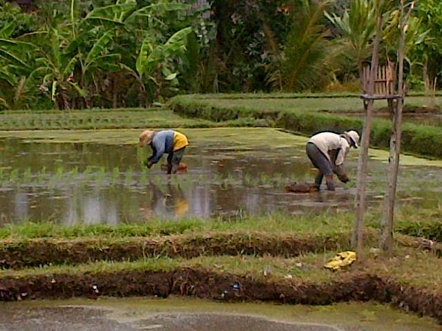 Nyoman Karsa Bungalow Ubud  Bagian luar foto